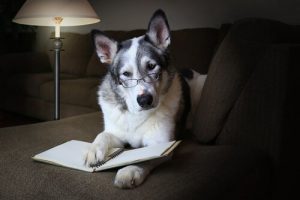 Comment améliorer les compétences sociales du chien