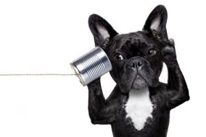 La surdité chez les chiens, comment la reconnaître ?