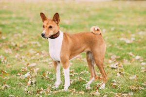 le basenji ne provoque aucune allergie