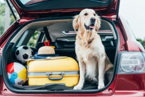 Conseils pour partir en vacances avec votre animal de compagnie