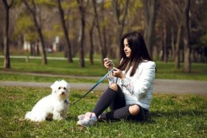 apprendre à un chien à bien se tenir pendant la promenade