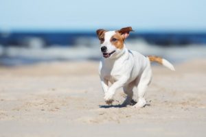 plages "pet friendly"