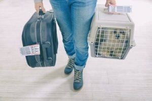 partir en vacances avec votre animal de compagnie