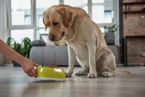 Pourquoi existe-t-il une alimentation pour animaux sans céréales ?