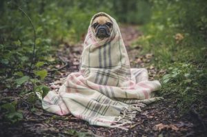Prévention et soins de la grippe chez les chiens