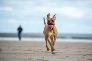 Les meilleures plages "pet friendly" en Espagne