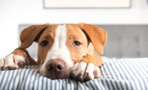 Thérapie comportementale pour chiens
