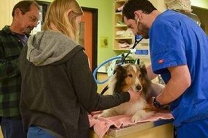 Un chien est sauvé à la dernière minute de l’euthanasie. Voici pourquoi !