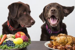 Un chien peut-il être végétalien ?