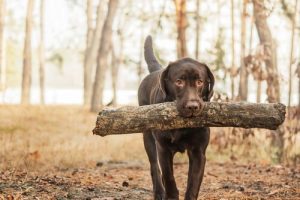 Découvrez les Retriever