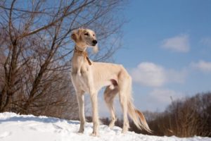 chiens rapides : saluki