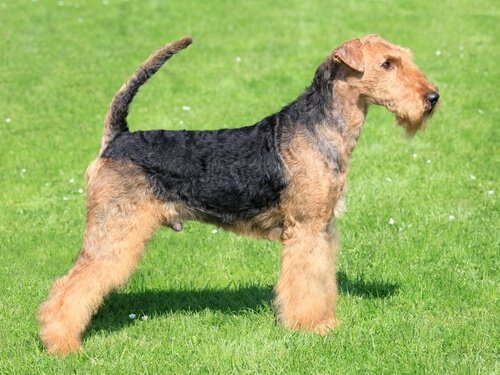Les Meilleures Races De Chiens Pour Le Canicross Mes Animaux