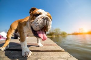 Les races de chiens qui souffrent de la chaleur