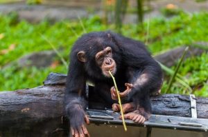 singes qui chassent avec une lance
