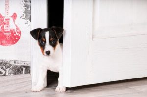 Habituez un chiot à sa nouvelle maison
