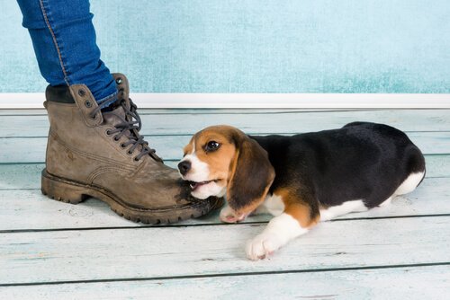 chiens qui ont tendance à tout mordiller