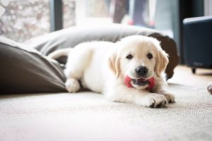 comment habituer un chiot à sa nouvelle maison