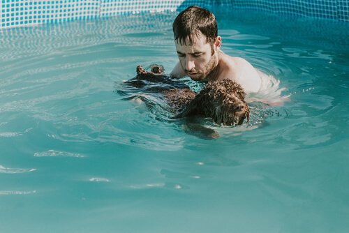 Les chiots qui nagent dans la piscine.