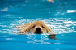 Est-il bon de baigner vos chiots dans la piscine ?