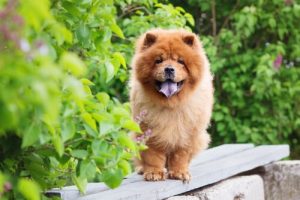 le chow chow fait partie des races de chiens qui souffrent de la chaleur