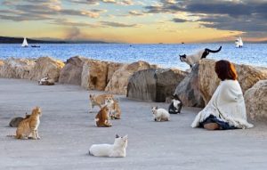 Pourquoi devons-nous contrôler les colonies de chats ?