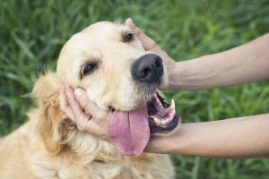 caresser un chien