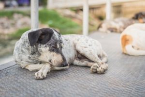 Comment savoir si votre chien a la gale