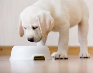 Alimentation animale : consultez l'UFC