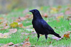 le corbeau comme animal de compagnie
