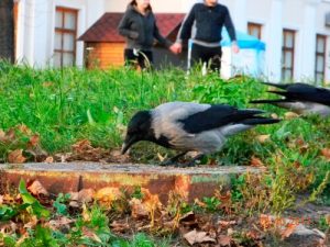 Un corbeau comme animal de compagnie : une folie ?