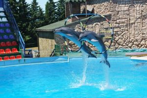 Les delphinariums, lieu de liberté ou prison ?