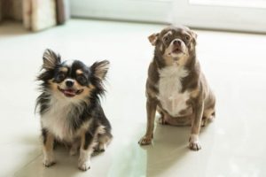 deux chiens à la maison