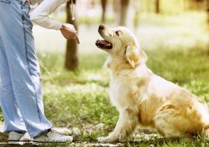 Erreurs lors du dressage d'un chien