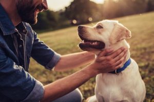 Qu'est-ce que l'éthologie canine ?