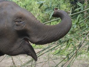 Quelques faits curieux sur l'éléphant