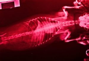 radiographie d'un chien souffrant de filariose