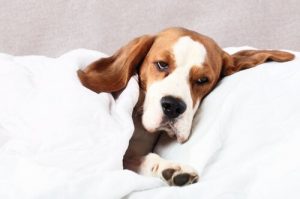 La filariose chez le chien : causes et traitement