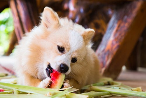 les fruits d'été pour les chiens