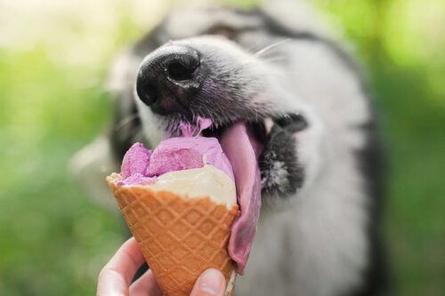 glaces pour chiens
