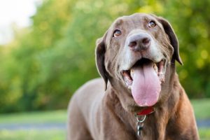 problèmes respiratoires chez le chien