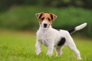 5 races de terriers