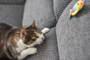 jouets pour chats qui ne leur font pas peur