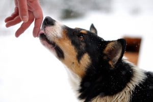 votre chien vous aime s'il vous lèche