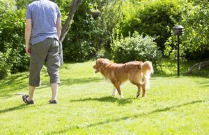 Pourquoi les chiens nous suivent partout ?