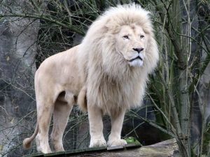 5 animaux sauvages jamais vus