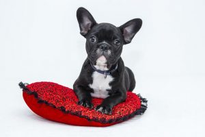 lit de votre chien