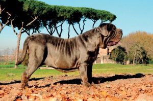 chiens molosses : le mastiff napolitain