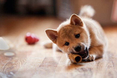 lien entre mauvaise alimentation et perte de poils chez les chiens