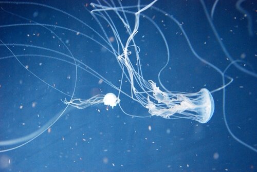 la guêpe des mers fait partie des prédateurs les plus meurtriers