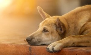 6 conseils pour motiver un chien